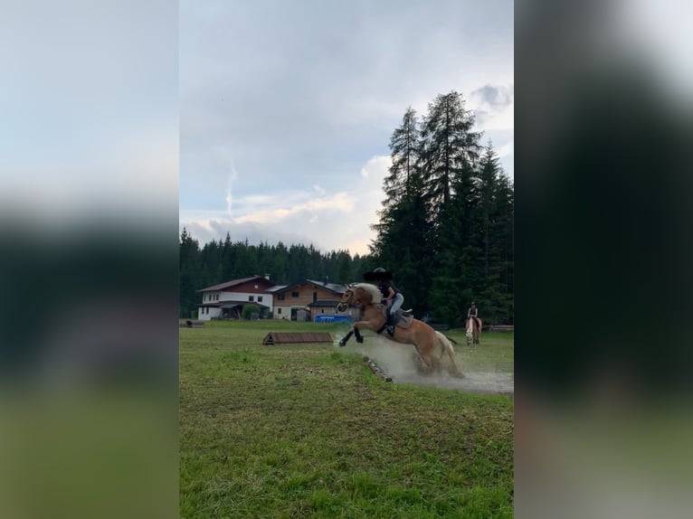 Haflinger / Avelignese Giumenta 12 Anni 151 cm Sauro in Bleiburg