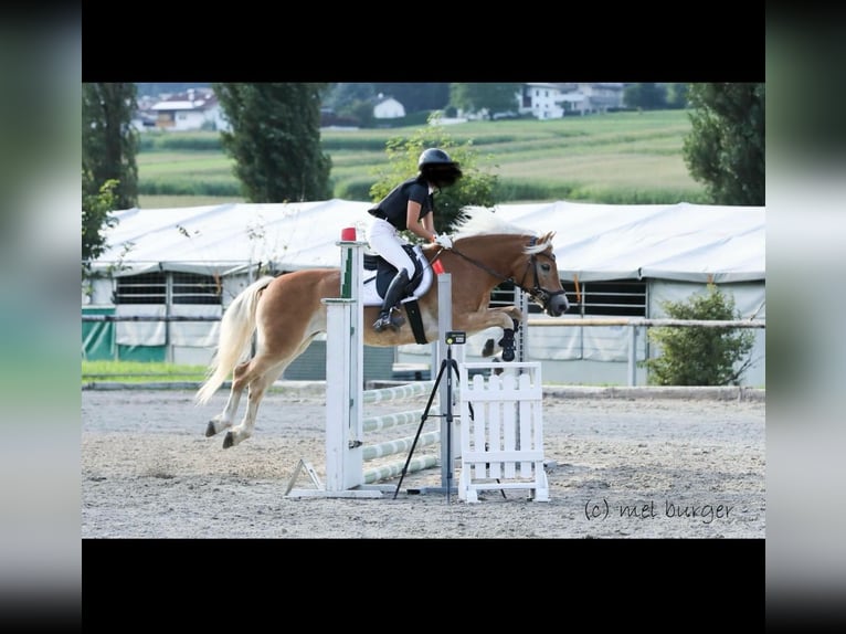 Haflinger / Avelignese Giumenta 12 Anni 151 cm Sauro in Bleiburg