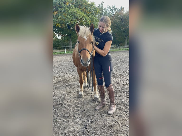 Haflinger / Avelignese Giumenta 13 Anni 135 cm Sauro in Trebbin