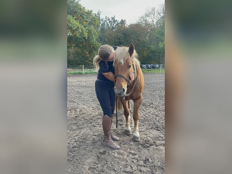 Haflinger / Avelignese Giumenta 13 Anni 135 cm Sauro in Trebbin