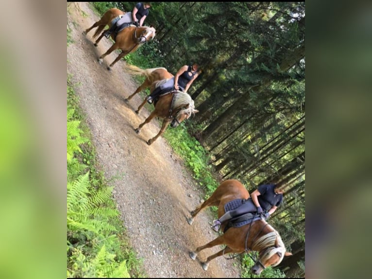 Haflinger / Avelignese Giumenta 13 Anni 147 cm Sauro in Rechnitz