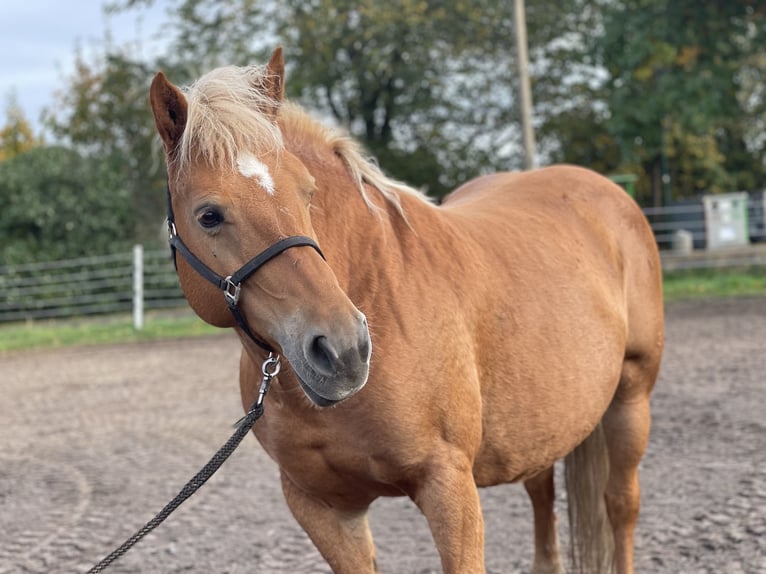 Haflinger / Avelignese Giumenta 13 Anni 147 cm Sauro in Trebbin