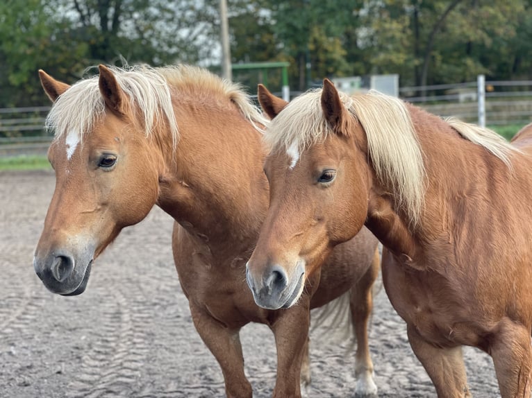 Haflinger / Avelignese Giumenta 13 Anni 147 cm Sauro in Trebbin