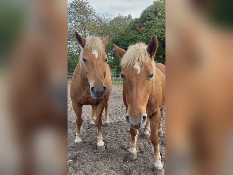 Haflinger / Avelignese Giumenta 13 Anni 147 cm Sauro in Trebbin