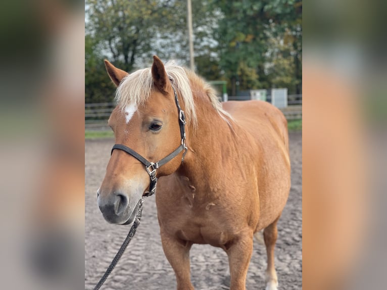 Haflinger / Avelignese Giumenta 13 Anni 147 cm Sauro in Trebbin