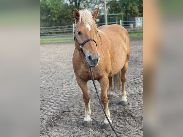 Haflinger / Avelignese Giumenta 13 Anni 147 cm Sauro in Trebbin