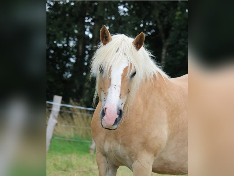 Haflinger / Avelignese Giumenta 13 Anni 148 cm Sauro in Fert&#xE9; Mac&#xE9;