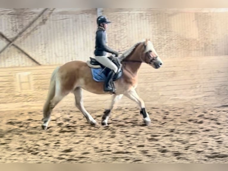 Haflinger / Avelignese Giumenta 13 Anni 155 cm Sauro in Pelmberg