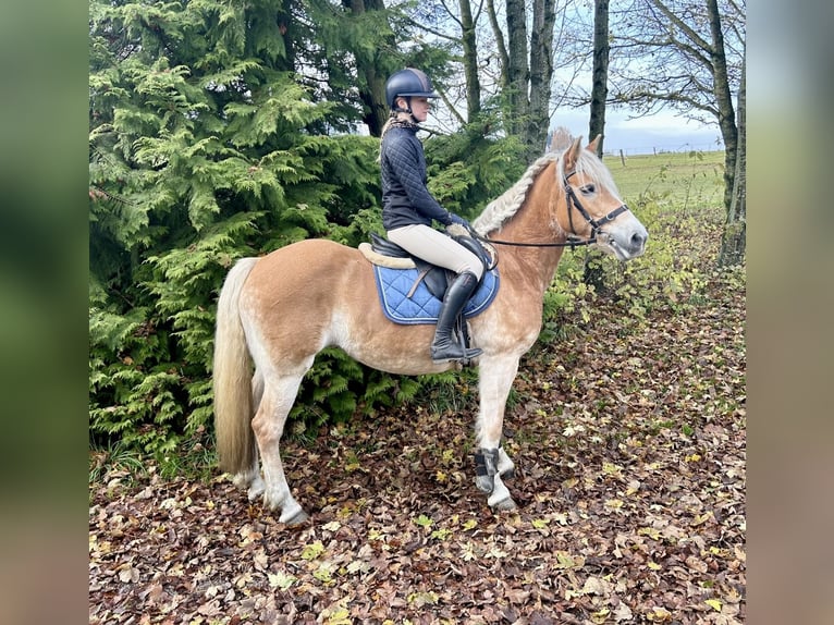 Haflinger / Avelignese Giumenta 13 Anni 155 cm Sauro in Pelmberg