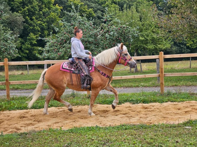 Haflinger / Avelignese Giumenta 13 Anni 155 cm Sauro in Linkenbach