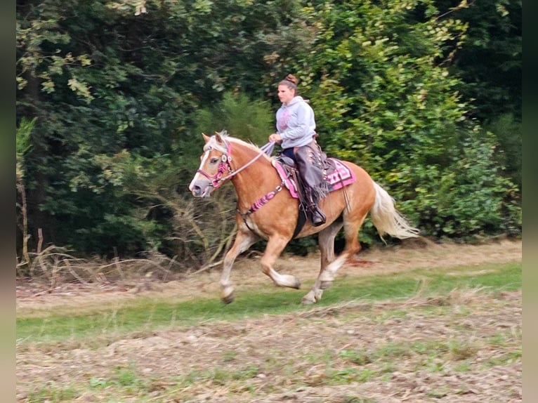 Haflinger / Avelignese Giumenta 13 Anni 155 cm Sauro in Linkenbach