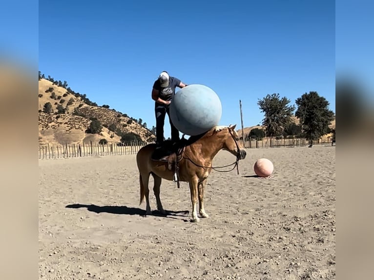 Haflinger / Avelignese Giumenta 13 Anni Sauro scuro in Bitterwater CA