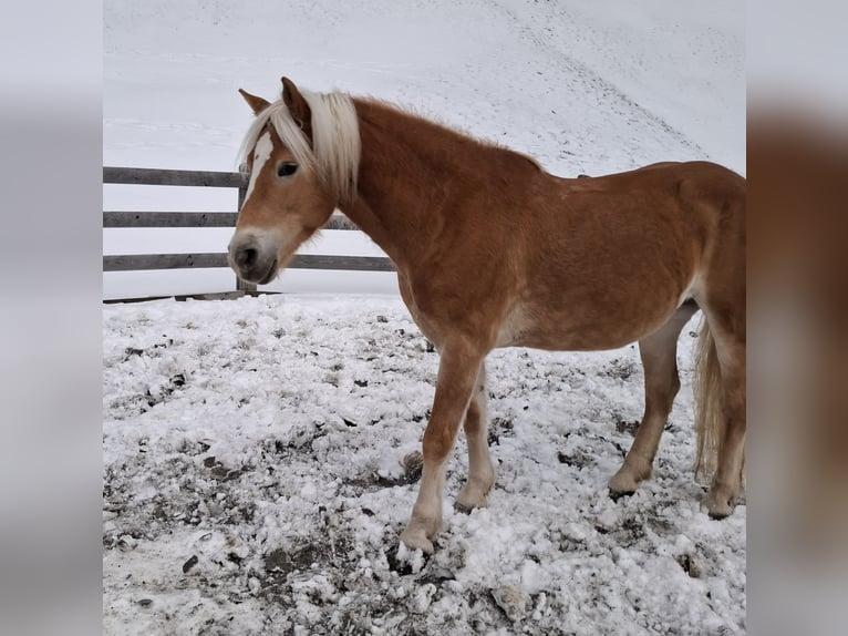 Haflinger / Avelignese Giumenta 14 Anni 150 cm Sauro in Nauders