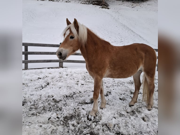 Haflinger / Avelignese Giumenta 14 Anni 150 cm Sauro in Nauders