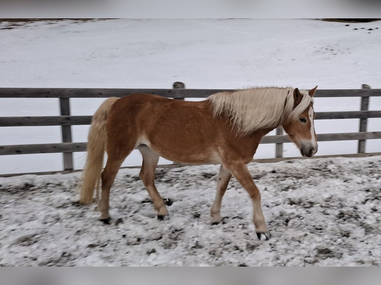 Haflinger / Avelignese Giumenta 14 Anni 150 cm Sauro in Nauders