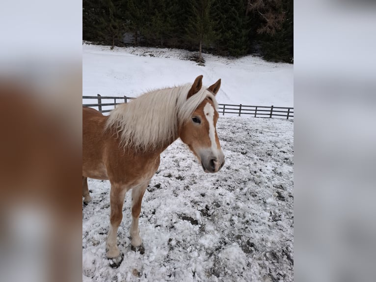 Haflinger / Avelignese Giumenta 14 Anni 150 cm Sauro in Nauders