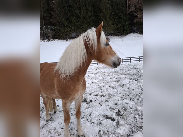 Haflinger / Avelignese Giumenta 14 Anni 150 cm Sauro in Nauders