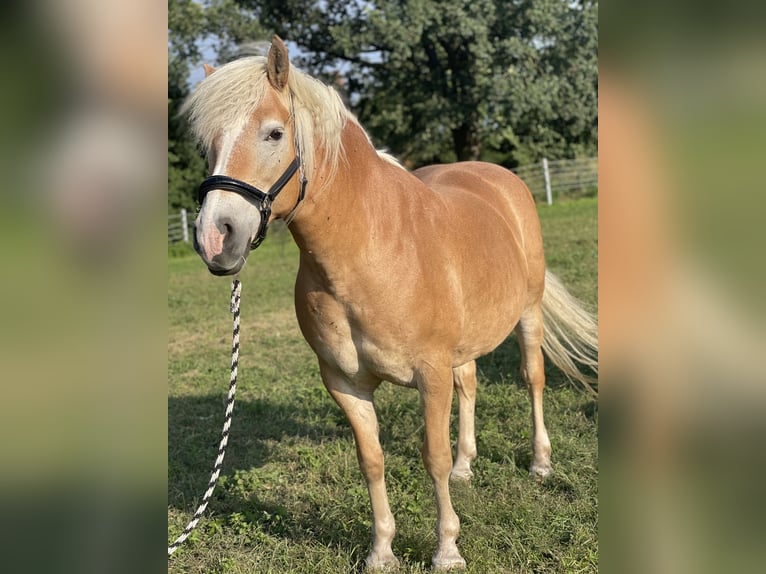 Haflinger / Avelignese Giumenta 14 Anni 150 cm Sauro in Trebbin