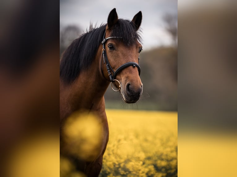 Haflinger / Avelignese Mix Giumenta 15 Anni 142 cm Baio in Hagen am Teutoburger Wald