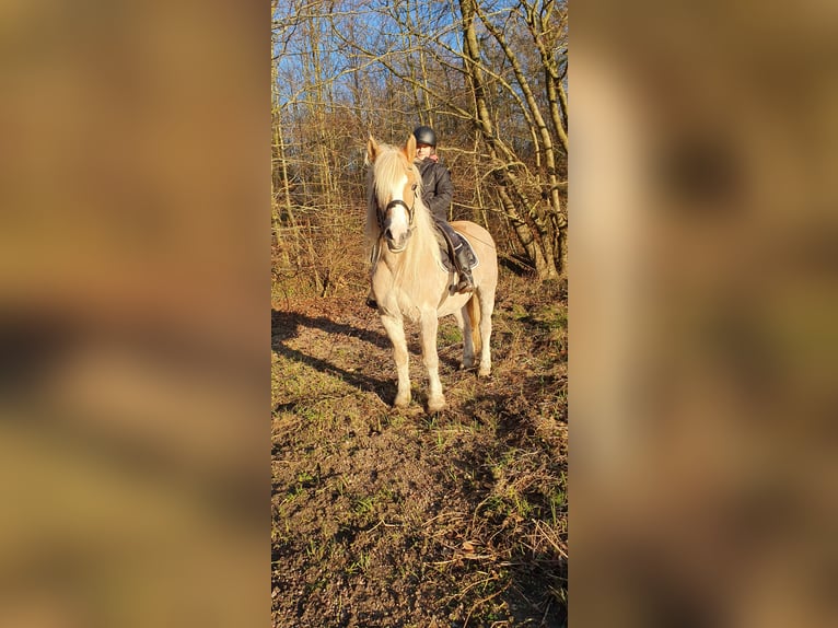 Haflinger / Avelignese Mix Giumenta 15 Anni 144 cm Falbo in Timmendorfer Strand