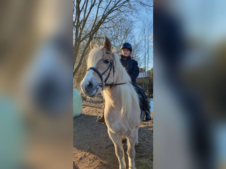 Haflinger / Avelignese Mix Giumenta 15 Anni 144 cm Falbo in Timmendorfer Strand