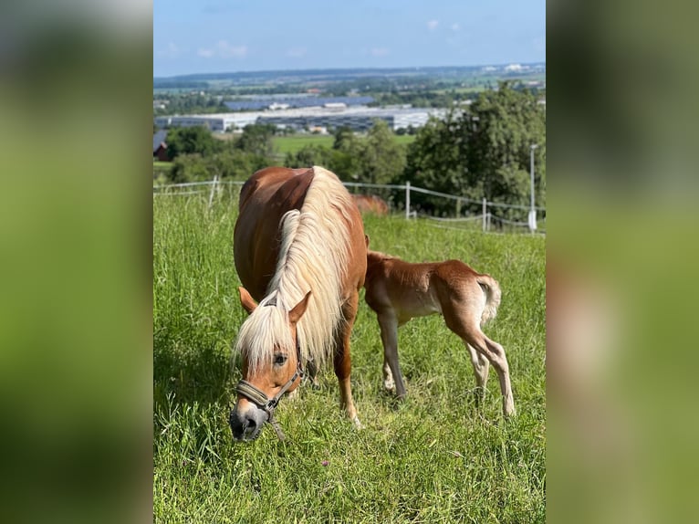 Haflinger / Avelignese Giumenta 15 Anni 148 cm Sauro in Kupferzell