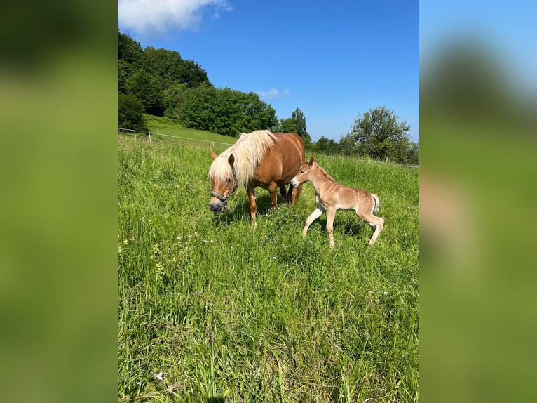 Haflinger / Avelignese Giumenta 15 Anni 148 cm Sauro in Kupferzell