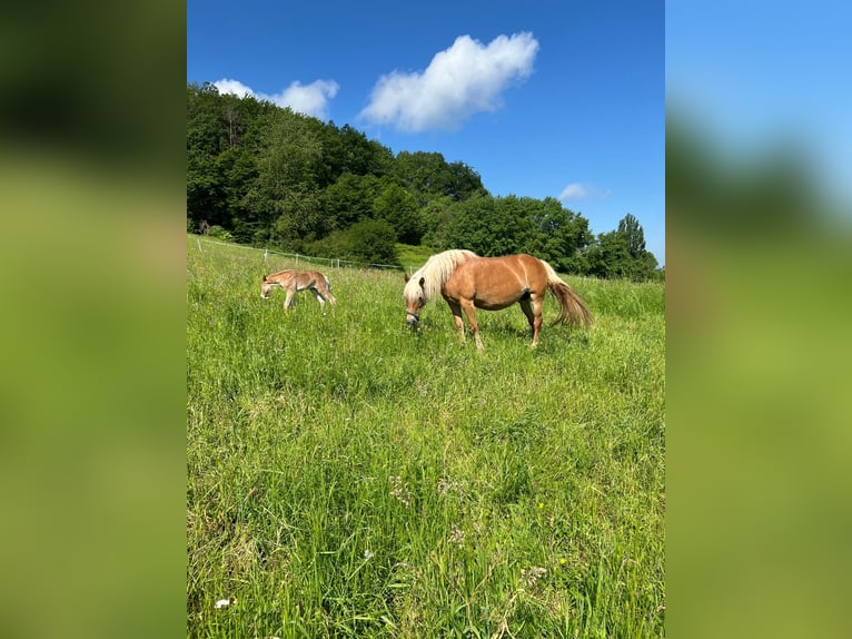 Haflinger / Avelignese Giumenta 15 Anni 148 cm Sauro in Kupferzell