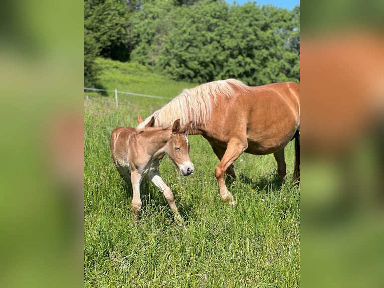 Haflinger / Avelignese Giumenta 15 Anni 148 cm Sauro in Kupferzell