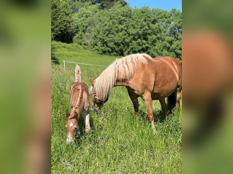 Haflinger / Avelignese Giumenta 15 Anni 148 cm Sauro in Kupferzell