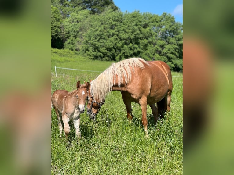 Haflinger / Avelignese Giumenta 15 Anni 148 cm Sauro in Kupferzell