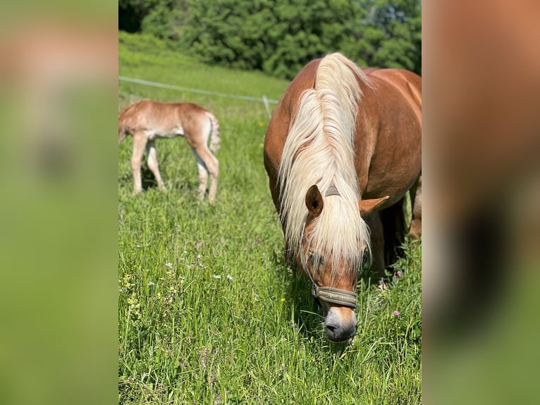 Haflinger / Avelignese Giumenta 15 Anni 148 cm Sauro in Kupferzell