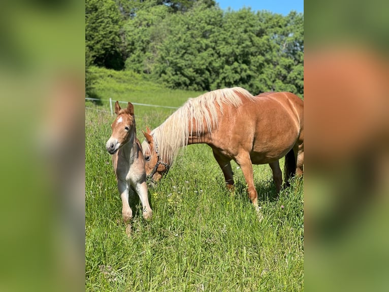 Haflinger / Avelignese Giumenta 15 Anni 148 cm Sauro in Kupferzell