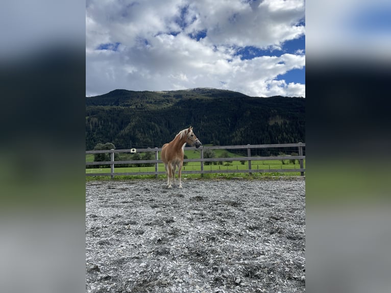 Haflinger / Avelignese Giumenta 15 Anni 149 cm in Mittersill