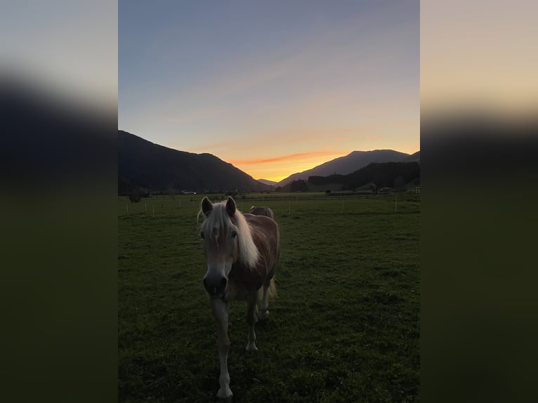 Haflinger / Avelignese Giumenta 15 Anni 149 cm in Mittersill