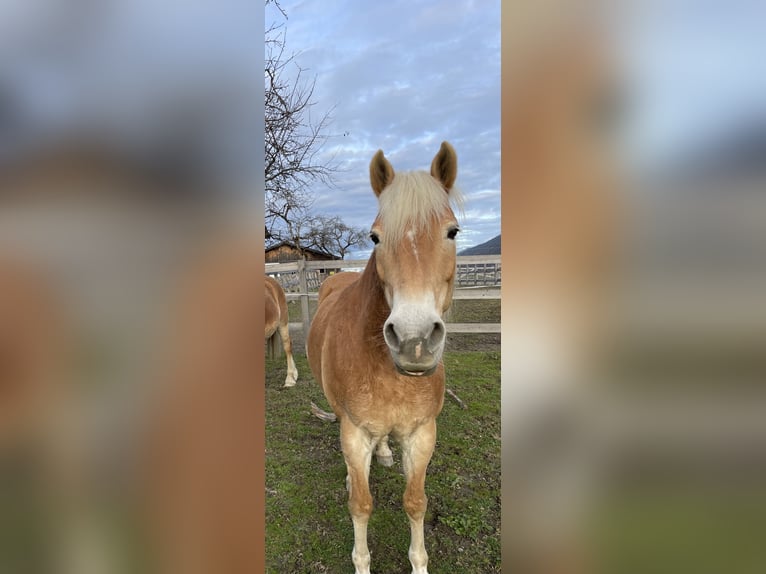 Haflinger / Avelignese Giumenta 15 Anni 149 cm in Mittersill