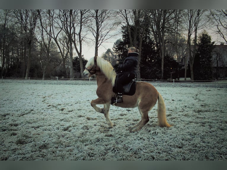 Haflinger / Avelignese Giumenta 15 Anni 153 cm Sauro in Achim