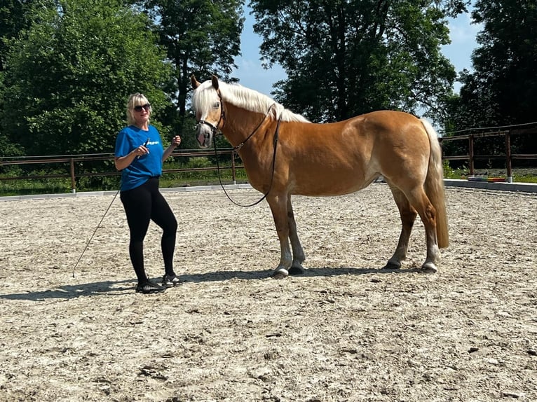 Haflinger / Avelignese Giumenta 15 Anni 153 cm Sauro in Achim