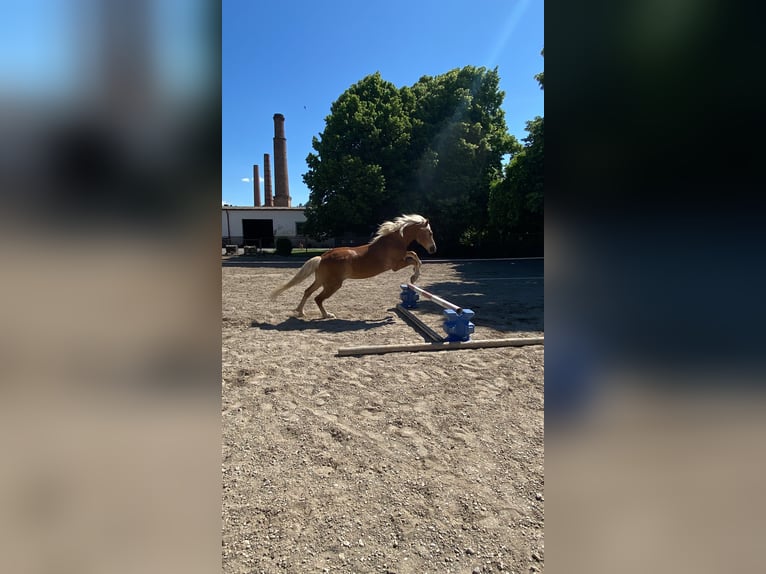 Haflinger / Avelignese Giumenta 15 Anni 156 cm Sauro in Laa an der Thaya