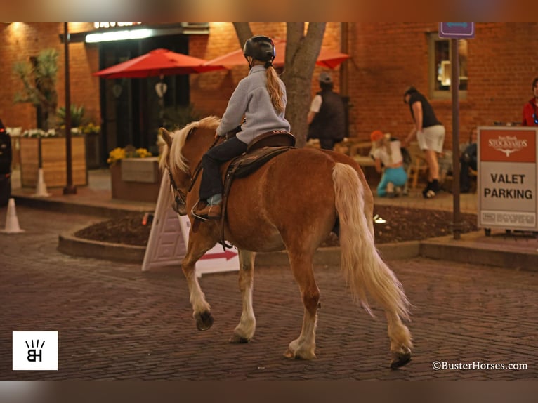 Haflinger / Avelignese Giumenta 15 Anni Sauro ciliegia in Weatherford TX