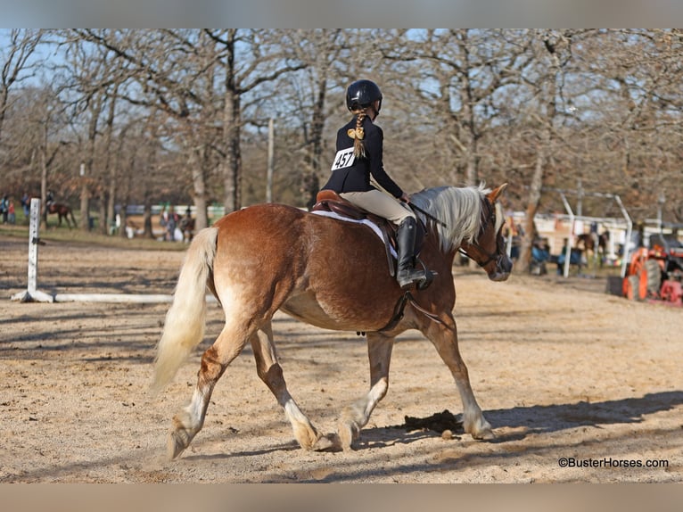 Haflinger / Avelignese Giumenta 15 Anni Sauro ciliegia in Weatherford TX