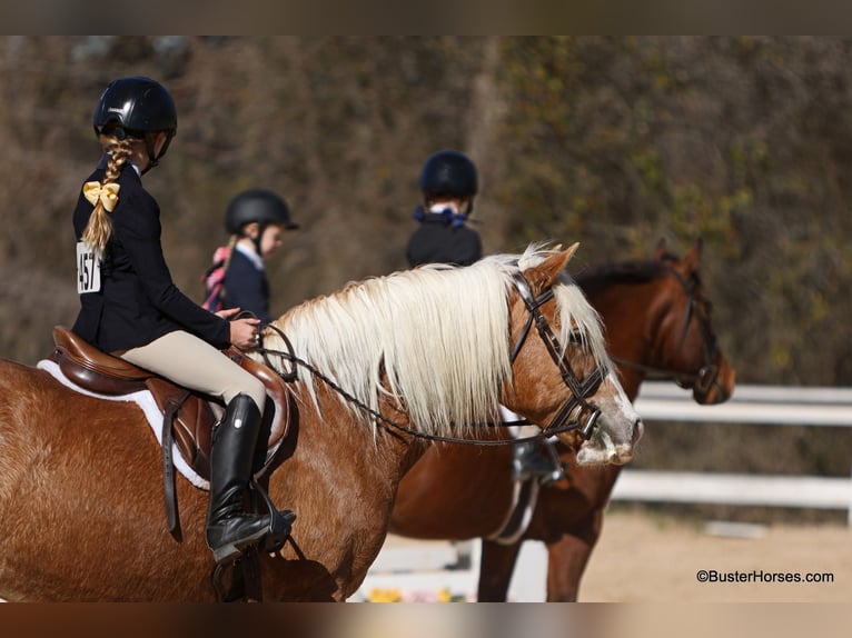 Haflinger / Avelignese Giumenta 15 Anni Sauro ciliegia in Weatherford TX