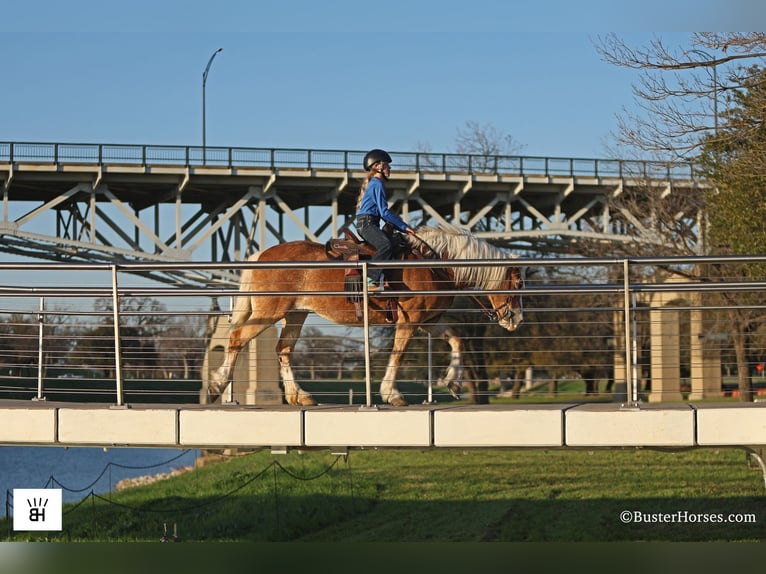 Haflinger / Avelignese Giumenta 15 Anni Sauro ciliegia in Weatherford TX