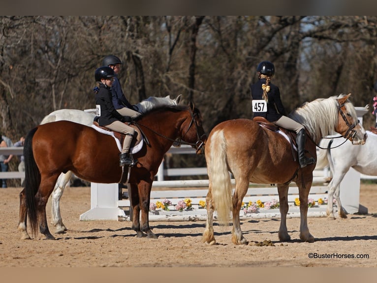 Haflinger / Avelignese Giumenta 15 Anni Sauro ciliegia in Weatherford TX