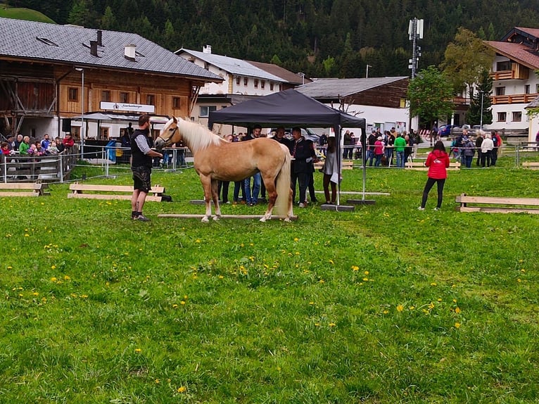 Haflinger / Avelignese Giumenta 16 Anni 150 cm in Telfs