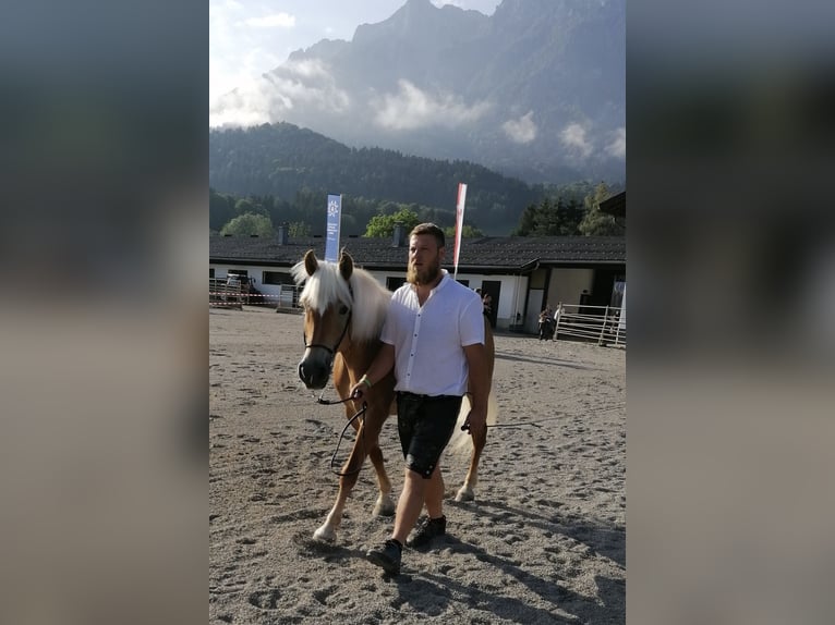 Haflinger / Avelignese Giumenta 16 Anni 150 cm in Telfs