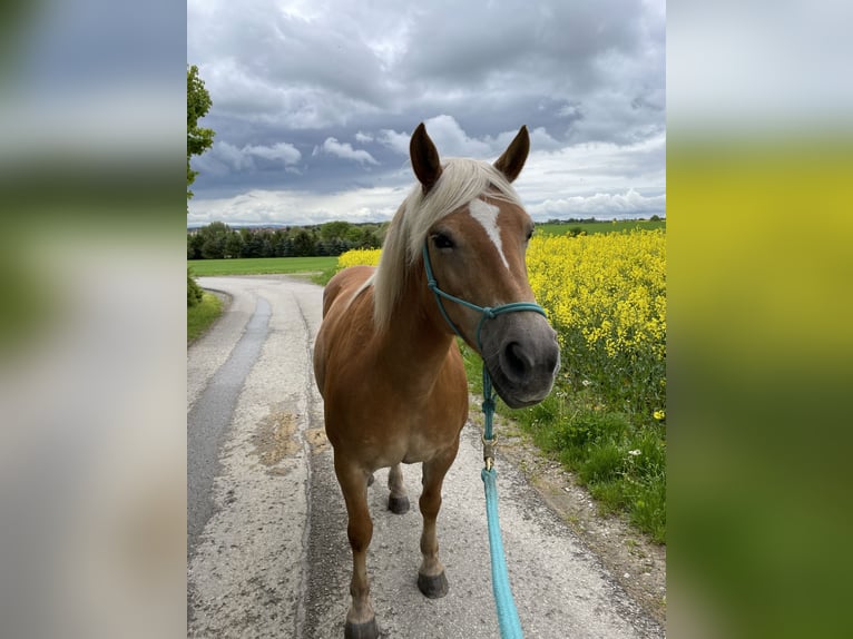 Haflinger / Avelignese Giumenta 17 Anni 139 cm Sauro in Gäufelden