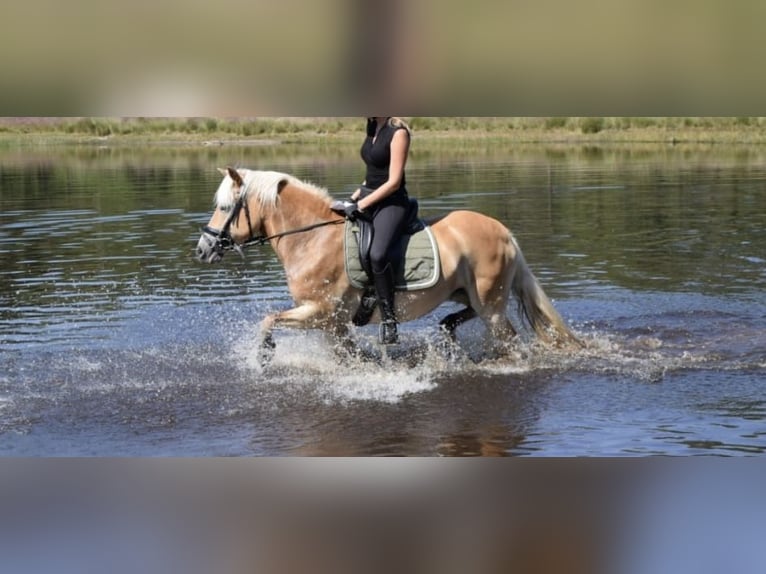 Haflinger / Avelignese Giumenta 17 Anni 145 cm Baio chiaro in Waalre