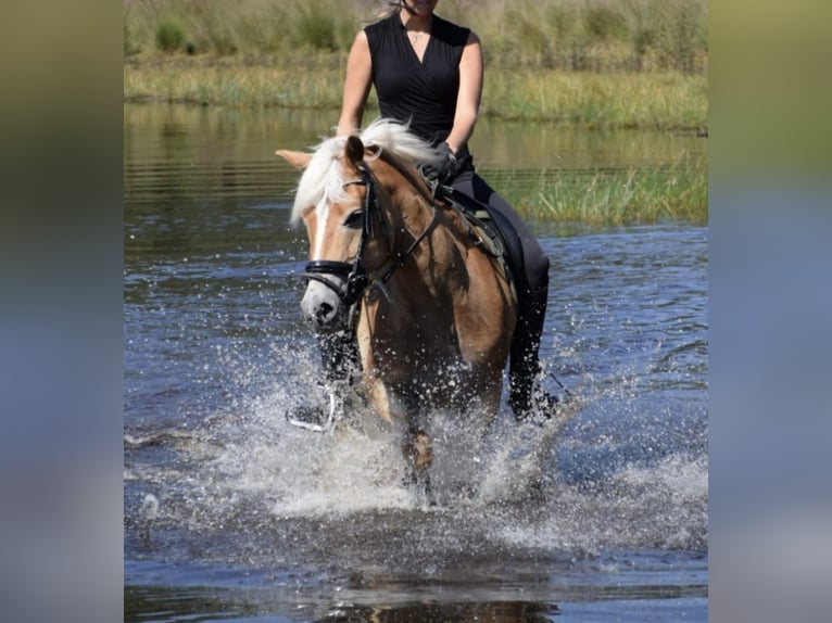 Haflinger / Avelignese Giumenta 17 Anni 145 cm Baio chiaro in Waalre