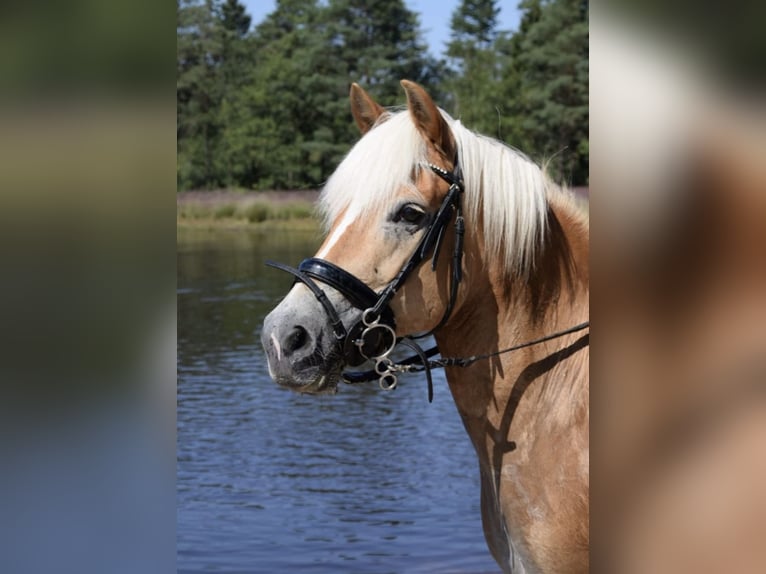 Haflinger / Avelignese Giumenta 17 Anni 145 cm Baio chiaro in Waalre